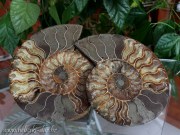 amonit polirani 18cm